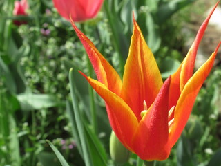 Zbliżenie na pomarańczowy kwiat tulipana © Kumulugma