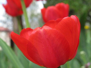 Zbliżenie na czerwonego tulipana © Kumulugma