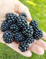 blackberry in hand