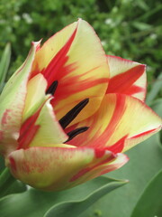 Zbliżenie na kwiaty żółto-czerwonego tulipana © Kumulugma