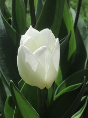 Zbliżenie na kwiaty białego tulipana © Kumulugma