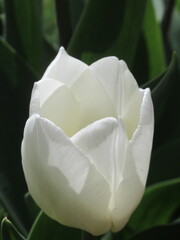 Zbliżenie na kwiaty białego tulipana © Kumulugma