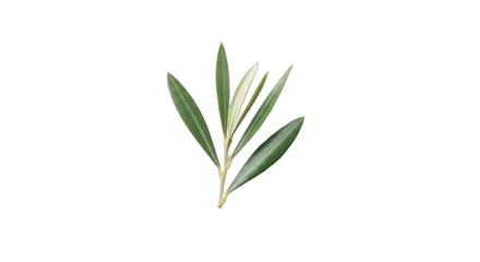 Fresh Green Olive Branch with Leaves Against a Dark Background