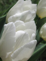 Zbliżenie na kwiaty białego tulipana © Kumulugma