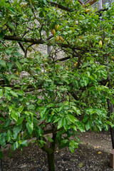 Limone Sul Garda, Italy - May 9, 2025: El Castel Lemon House is one of the oldest and most characteristic citrus gardens in Garda