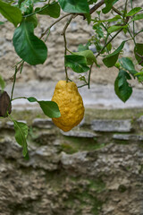 Limone Sul Garda, Italy - May 9, 2025: El Castel Lemon House is one of the oldest and most characteristic citrus gardens in Garda