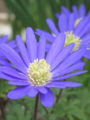 Zbliżenie na niebieskie kwiaty rośliny z gatunku Anemone  © Kumulugma