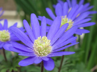 Zbliżenie na niebieskie kwiaty rośliny z gatunku Anemone  © Kumulugma