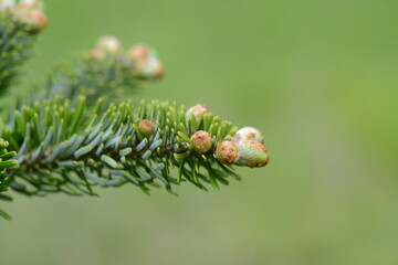 Abies koreana, also called Gu-sang-na-mu, is an evergreen fir native to Korean mountains, with dark green needle leaves and silver-white undersides. Photographed in Korea.