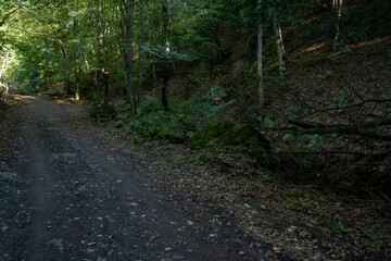 Obraz premium Remote Pathway Through Dense Woodland in Tranquil Environment