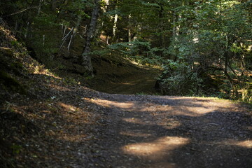 Remote Pathway Through Dense Woodland in Tranquil Environment