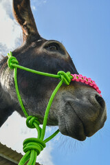Close-up of the face of a donkey wearing a colorful gamarra.