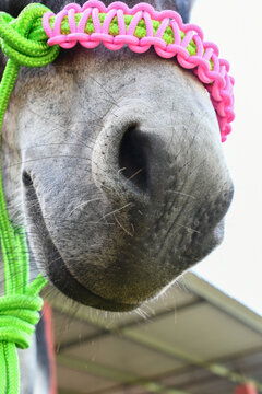 Close-up shot of the nose of a donkey wearing a colorful gamarra