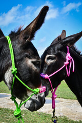 Close-up of the profile of a pair of donkey faces.