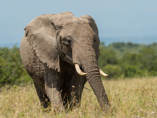 Obraz premium A Massive Mother/Female Elephant walking through savannah grasslands of Kenya at Olpejeta Conservancy