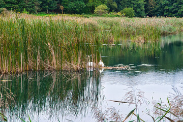 Obraz premium swans swimming on the Cybina River, the area around is covered with lush vegetation, view in early autumn