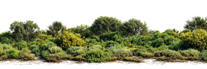 Cutout of lush, vibrant vegetation featuring a variety of trees, shrubs, and grasses, perfect for
