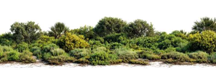 Cutout of lush, vibrant vegetation featuring a variety of trees, shrubs, and grasses, perfect for
