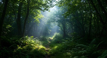 Obraz premium Enchanting woodland scenery nature photography with sun rays and green foliage stock image for websites
