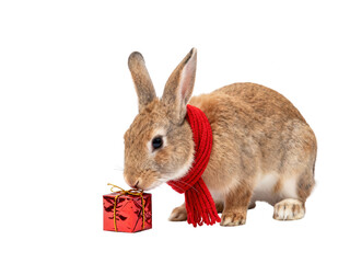 Obraz premium Brown Rabbit with Red Scarf and Christmas Gift on White