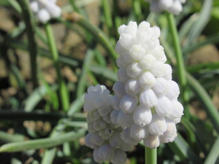 Zbliżenie na kwiaty rośliny Muscari  © Kumulugma