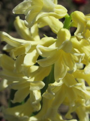 Zbliżenie na kremowe kwiaty hiacynta © Kumulugma