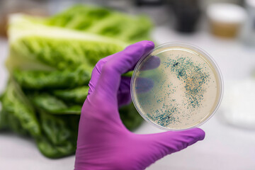 Scientist holding a petri dish with visible E. coli colonies. Wearing purple nitrile gloves in a food safety lab, with romaine lettuce blurred in the background