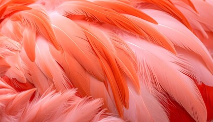 Close-up of flamingo feathers