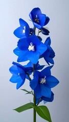 Vibrant blue delphiniums against a light background