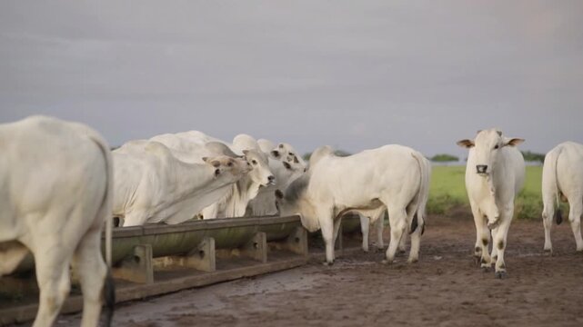 A herd of white brahman cattle gathers around a feeding trough on a farm