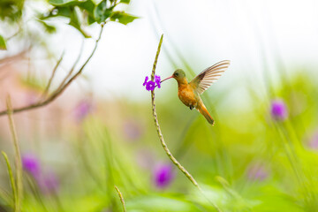 Cinnamon hummingbird feeding on purple flower in tropical garden