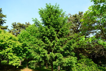 Picea abies, known as European or Norway spruce, is a tall evergreen conifer with four-angled green needles, drooping branches, and long reddish-brown cones. Photographed in Korea.