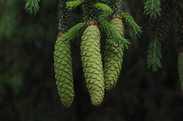Picea abies, known as European or Norway spruce, is a tall evergreen conifer with four-angled green needles, drooping branches, and long reddish-brown cones. Photographed in Korea.