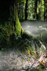 drzewa, las, pień,kora, mech,mgła,poranek,zieleń, natura,liście, gałęzie,jesień,dzikość © Estera