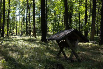 paśnik, zwierzęta, las, jesień, drzewa, liście, rośliny, natura © Estera