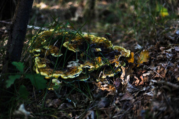 grzyby, las, jesień, liście,przyroda