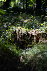 las, jesień, trawa, liście, gałęzie, pień, drzewo © Estera