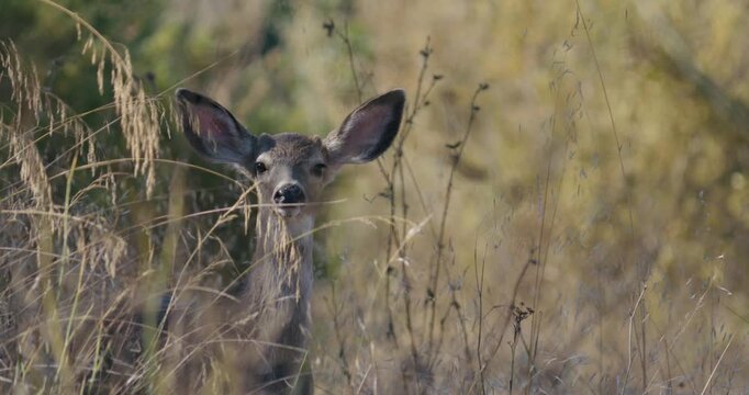 Slow Motion of a Wild Doe Hidden in Tall Golden California Grass