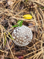 Amanita: Spotted Mushroom in Needle Litter
