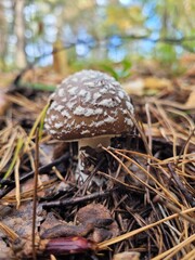 Amanita: Spotted Mushroom in Needle Litter