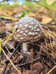 Amanita: Spotted Mushroom in Needle Litter