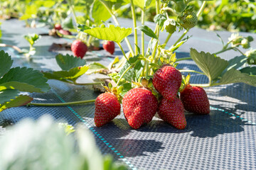 Ripe strawberries on a young bush in a garden bed.