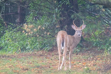 Young Buck Feeds on Grass at the Edge of a Treeline