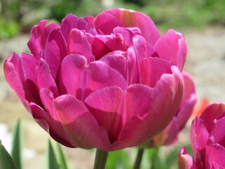 Zbliżenie na różowe kwiaty tulipanów © Kumulugma