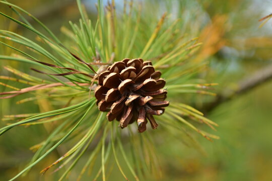 Pinus rigida, known as pitch pine, is an evergreen conifer native to North America, with three-needle clusters and foliage growing on trunk branches. Photographed in Korea.
