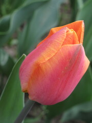 Zbliżenie na pomarańczowy kwiat tulipana © Kumulugma