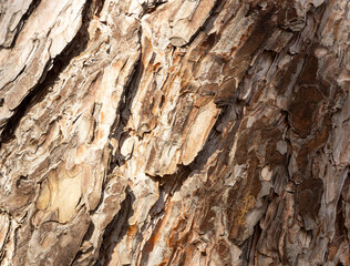 Maritime Pine, Pinus pinaster trunk symbol. Texture made of maritime pine tree bark. Beautiful Maritime Pine, Pinus pinaster trunk background. Conceptual image. Peaceful nature.