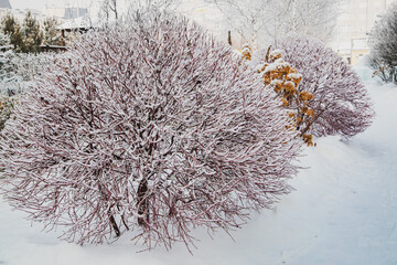 A fragment of a landscape park in winter with beautifully trimmed trees and shrubs. A place of...