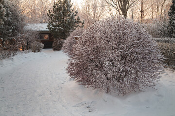 A fragment of a landscape park in winter with beautifully trimmed trees and shrubs. A place of...