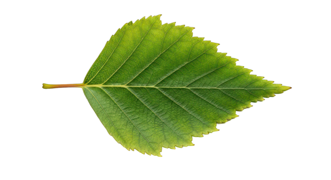 Vibrant Green Leaf with Intricate Vein Structure on a Black Background